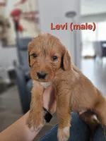 Levi, a male Labradoodle for sale in Chelsea, MI – Photo 1 of 6