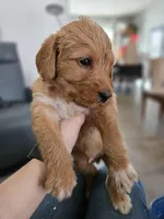 Levi, a male Labradoodle for sale in Chelsea, MI – Photo 2 of 6