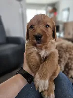 Levi, a male Labradoodle for sale in Chelsea, MI – Photo 4 of 6