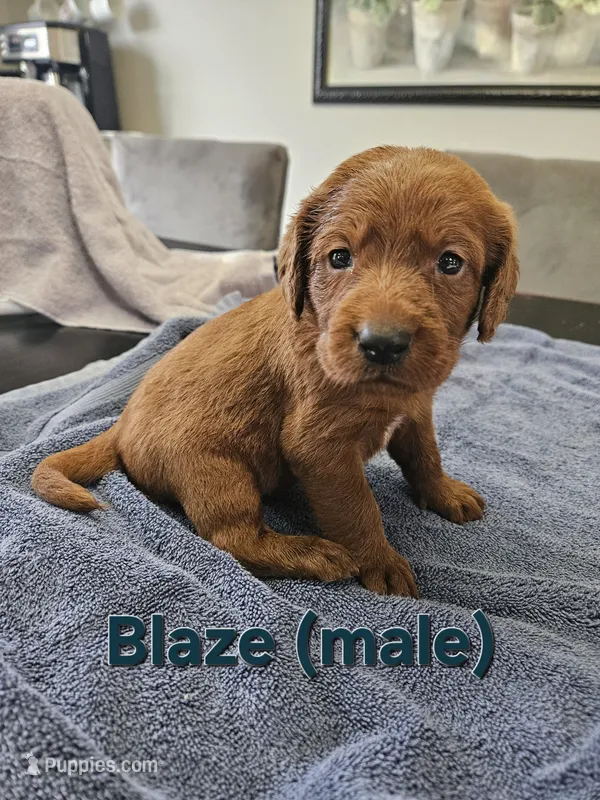 Blaze – Labradoodle puppy for sale in Chelsea, MI