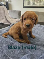 Blaze, a male Labradoodle for sale in Chelsea, MI – 4 of 9