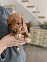 processed/8c88b69c-de52-4858-86d1-45092bd45f99/listing/8d516d66-076b-47dc-b9ff-e03577c436a1/0ae1c62d-13cb-4fba-a88a-4ec087b818fa