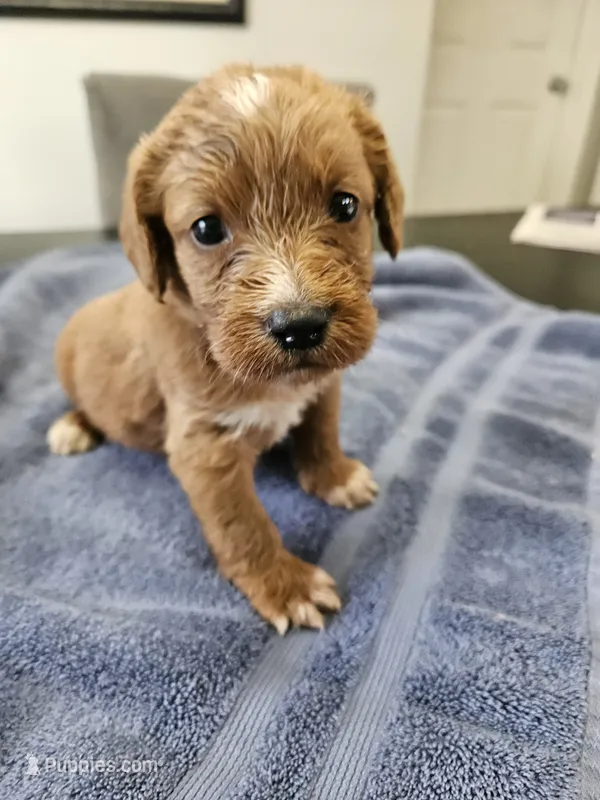 Nevada – Labradoodle puppy for sale in Chelsea, MI