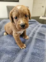 Nevada, a female Labradoodle for sale in Chelsea, MI – 4 of 10