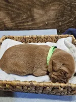 Scout, a male Labradoodle for sale in Chelsea, MI – 4 of 6