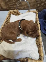 Bandit, a male Labradoodle for sale in Chelsea, MI – 2 of 7