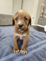 Nevada, a female Labradoodle for sale in Chelsea, MI – 6 of 10