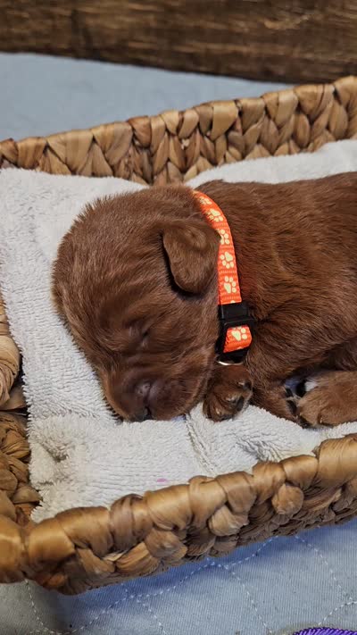 Blaze, a male Labradoodle for sale in Chelsea, MI – 4 of 5