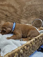 Cowboy, a male Labradoodle for sale in Chelsea, MI – 6 of 7