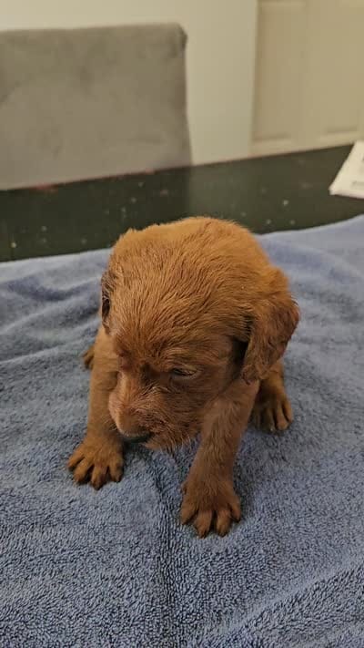 Blaze, a male Labradoodle for sale in Chelsea, MI – 5 of 9