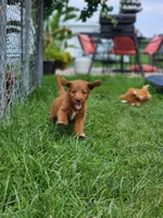 Future, a  Labradoodle for sale in Chelsea, MI – 3 of 7