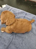 Bandit, a male Labradoodle for sale in Chelsea, MI – 5 of 10