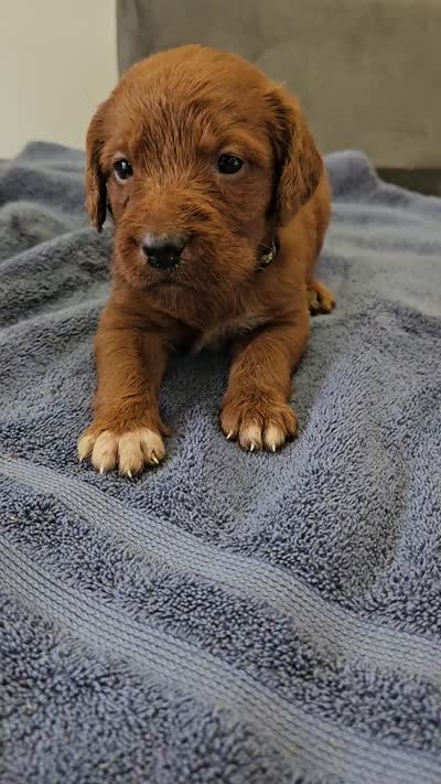 Bandit, a male Labradoodle for sale in Chelsea, MI – 7 of 10