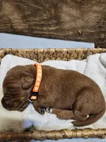 Blaze, a male Labradoodle for sale in Chelsea, MI – 3 of 5