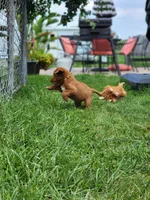 Future, a  Labradoodle for sale in Chelsea, MI – 5 of 7