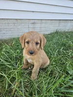 Ranger, a male Labradoodle for sale in Chelsea, MI – 2 of 9