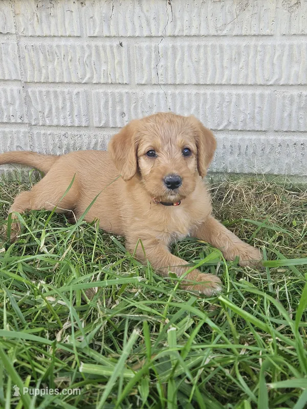 Ranger – Labradoodle puppy for sale in Chelsea, MI