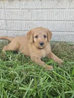 Ranger, a male Labradoodle for sale in Chelsea, MI – 1 of 9