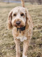 processed/8c88b69c-de52-4858-86d1-45092bd45f99/listing/a1494335-ab96-45ef-bea6-0fd96175af41/90b90d9c-7043-439a-8102-93cd886cfd3b