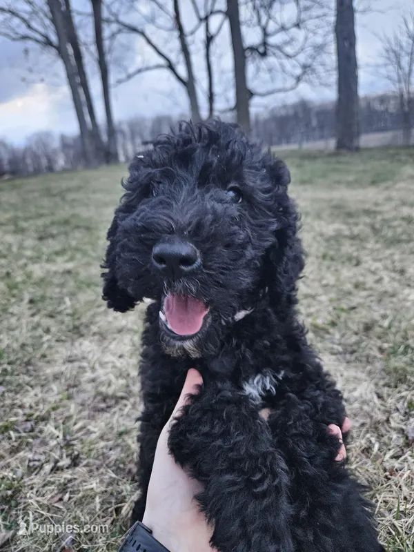Butterscotch – Labradoodle puppy for sale in Chelsea, MI