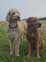 Future, a  Labradoodle for sale in Chelsea, MI – 6 of 7