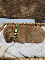 Scout, a male Labradoodle for sale in Chelsea, MI – 2 of 6