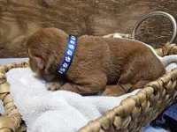 Cowboy, a male Labradoodle for sale in Chelsea, MI – 4 of 7