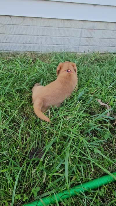 Ranger, a male Labradoodle for sale in Chelsea, MI – 9 of 9