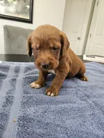 Bandit, a male Labradoodle for sale in Chelsea, MI – 8 of 10