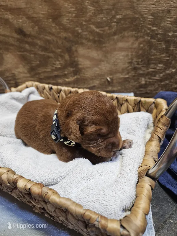Bandit – Labradoodle puppy for sale in Chelsea, MI