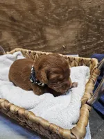 Bandit, a male Labradoodle for sale in Chelsea, MI – 1 of 7