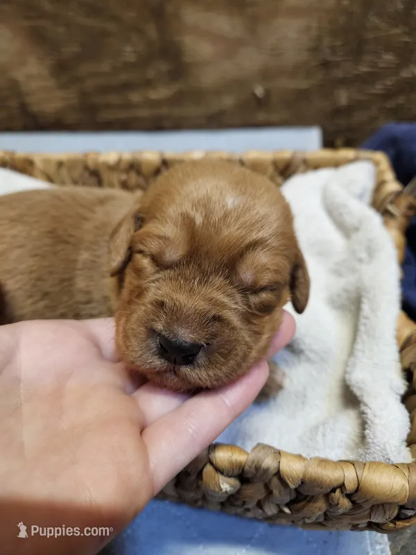 Scout – Labradoodle puppy for sale in Chelsea, MI