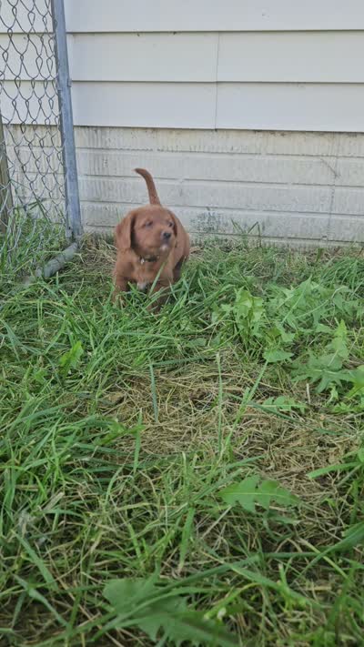 Bandit, a male Labradoodle for sale in Chelsea, MI – 10 of 10