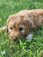 Future, a  Labradoodle for sale in Chelsea, MI – 3 of 6