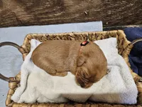 Ranger, a male Labradoodle for sale in Chelsea, MI – 4 of 6