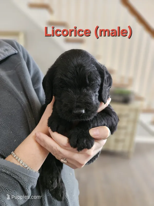 Licorice