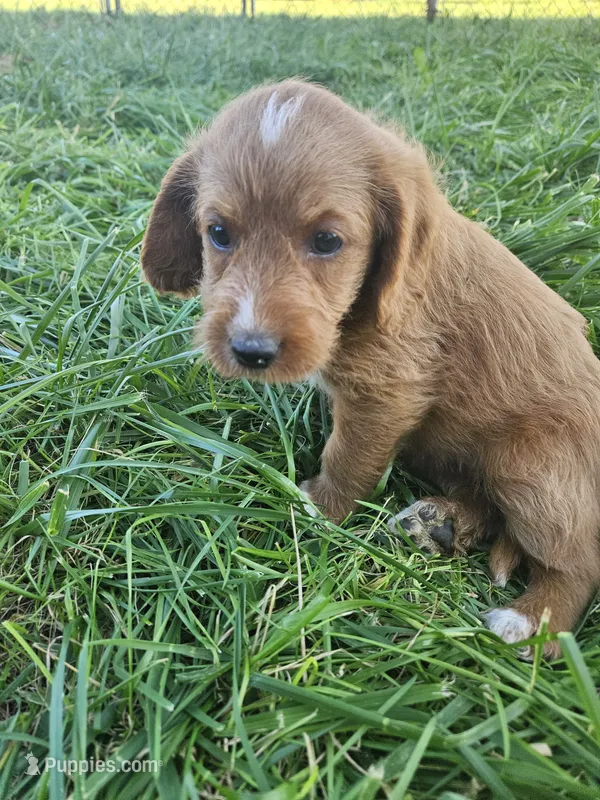 Nevada – Labradoodle puppy for sale in Chelsea, MI
