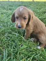 Nevada, a female Labradoodle for sale in Chelsea, MI – 1 of 10