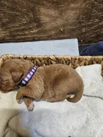 Nevada, a female Labradoodle for sale in Chelsea, MI – 5 of 7