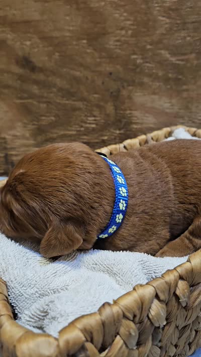 Cowboy, a male Labradoodle for sale in Chelsea, MI – 7 of 7