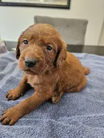 Blaze, a male Labradoodle for sale in Chelsea, MI – 6 of 9
