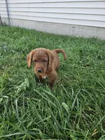 Bandit, a male Labradoodle for sale in Chelsea, MI – 3 of 10