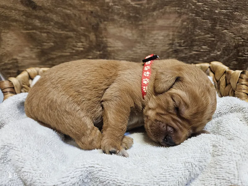 Ranger – Labradoodle puppy for sale in Chelsea, MI