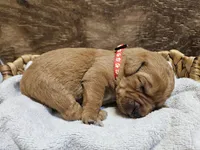 Ranger, a male Labradoodle for sale in Chelsea, MI – 1 of 6