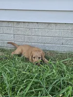 Ranger, a male Labradoodle for sale in Chelsea, MI – 4 of 9