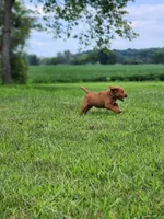 Future, a  Labradoodle for sale in Chelsea, MI – 2 of 7