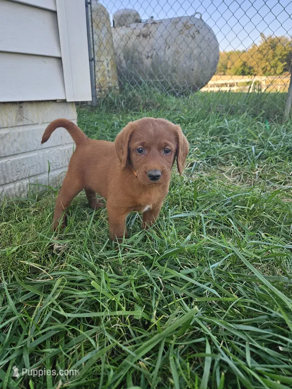 Blaze – Labradoodle puppy for sale in Chelsea, MI