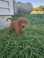 Blaze, a male Labradoodle for sale in Chelsea, MI – 1 of 9