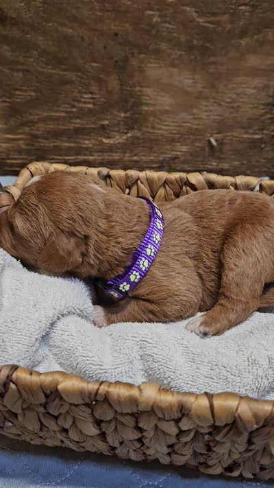 Nevada, a female Labradoodle for sale in Chelsea, MI – 7 of 7