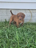 Bandit, a male Labradoodle for sale in Chelsea, MI – 4 of 10